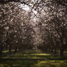 Blossom Tunnel